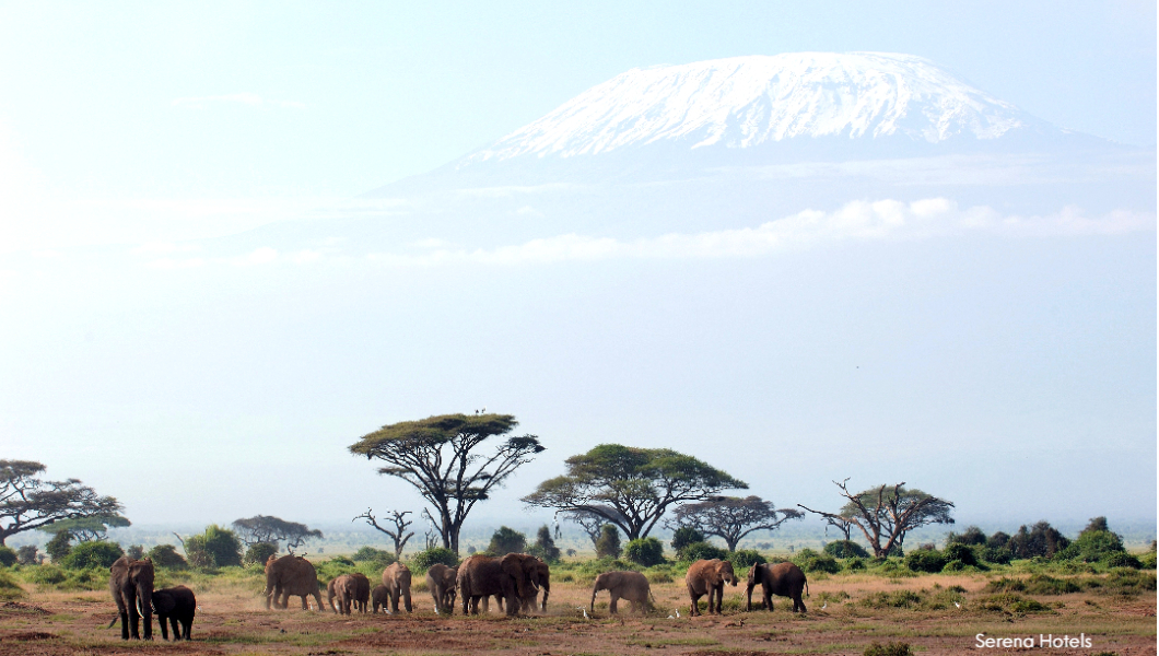 Amboseli-elephants